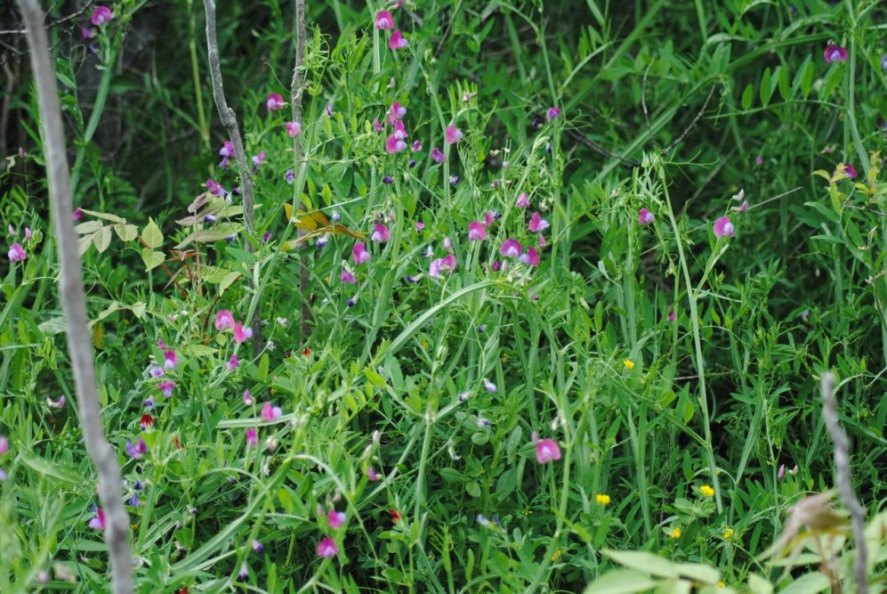 Lathyrus climenum