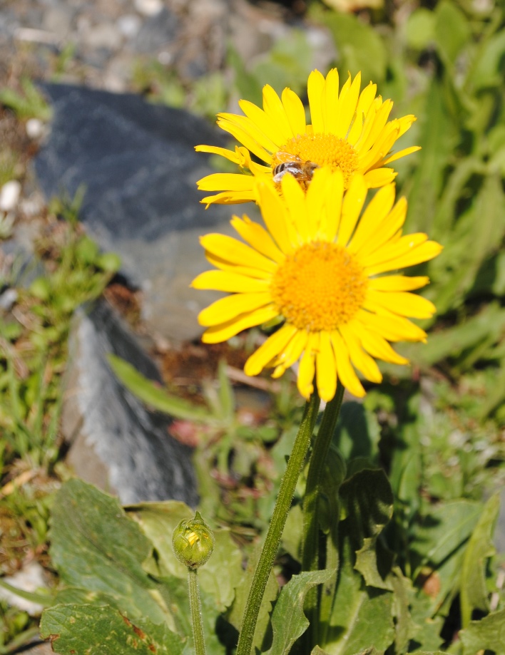 Doronicum grandiflorum