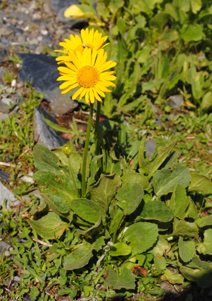 Doronicum grandiflorum