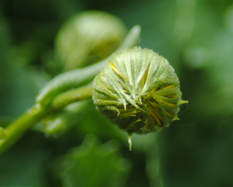 Doronicum columnae / Doronico di Colonna