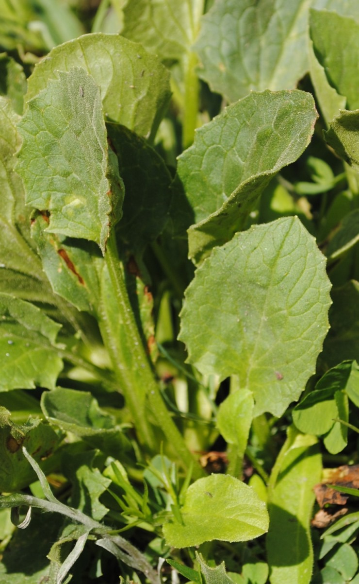 Doronicum grandiflorum