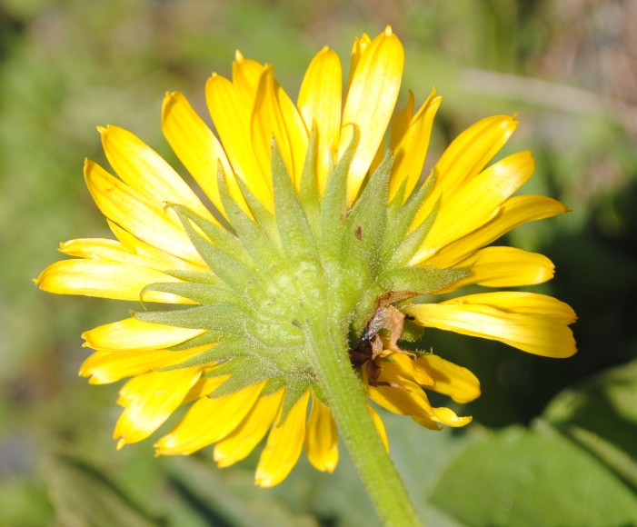 Doronicum grandiflorum