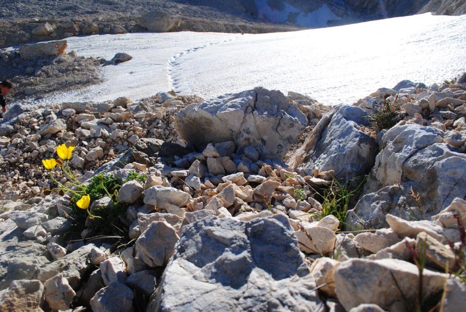 Papaver alpinum