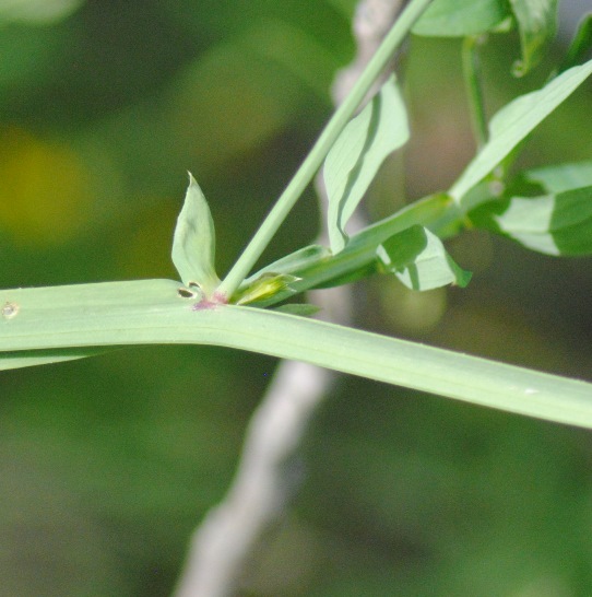 Lathyrus climenum