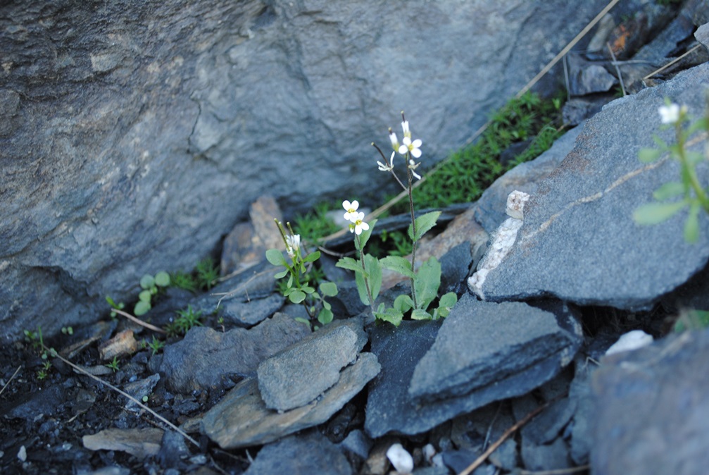 2 piccole crucifere - Arabis alpina e Cardamine resedifolia