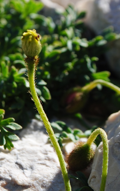 Papaver alpinum