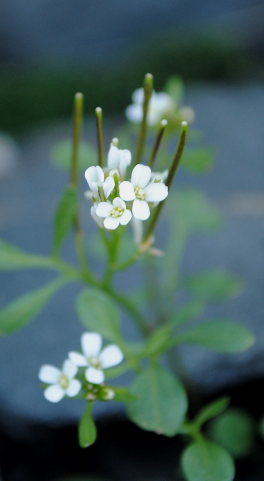 2 piccole crucifere - Arabis alpina e Cardamine resedifolia