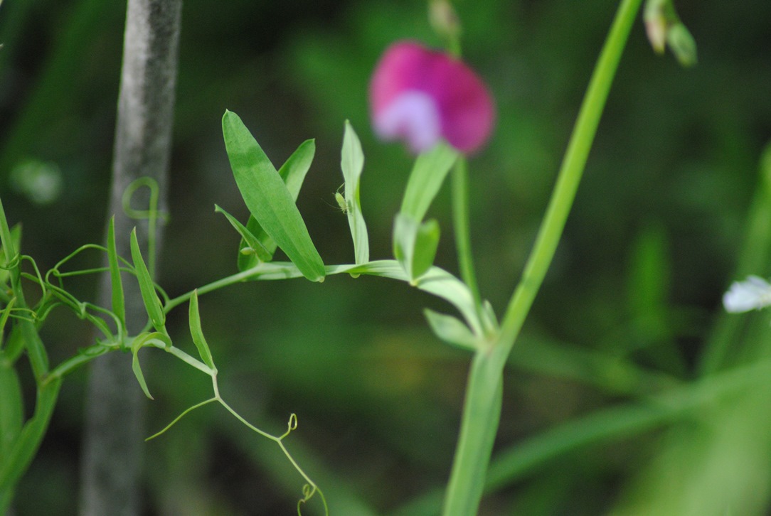 Lathyrus climenum