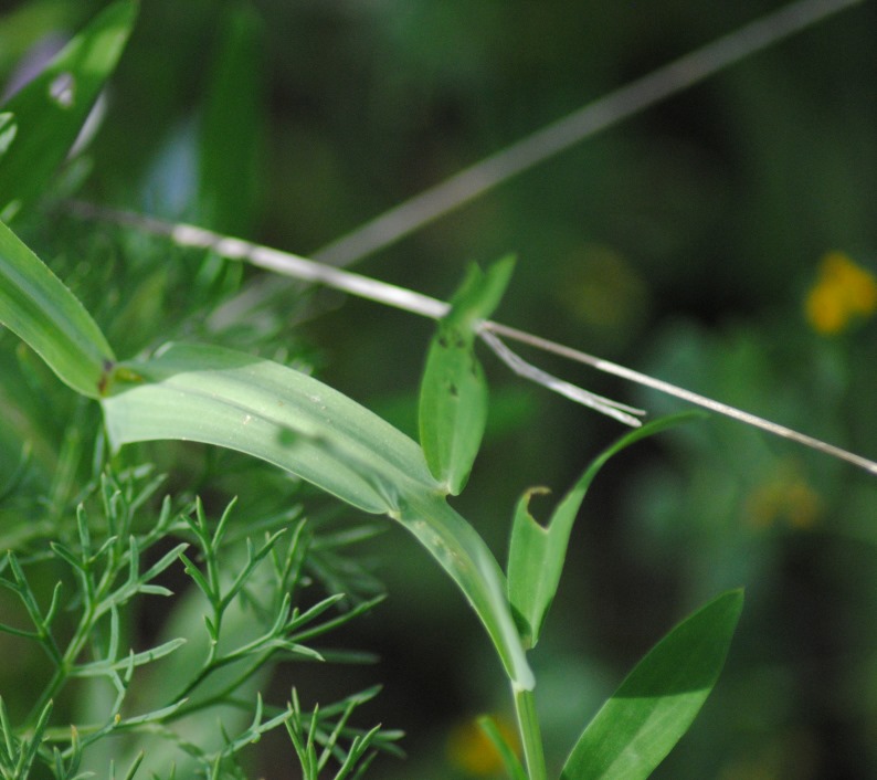 Lathyrus climenum