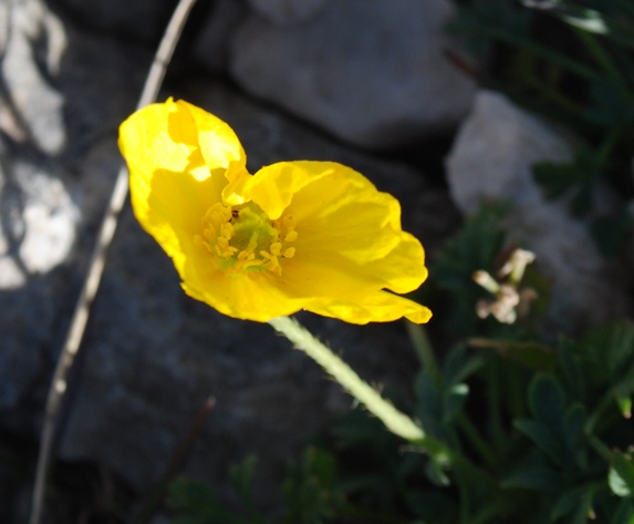 Papaver alpinum