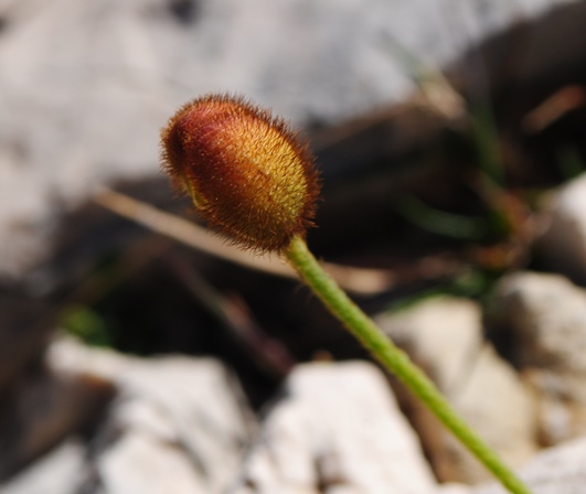 Papaver alpinum