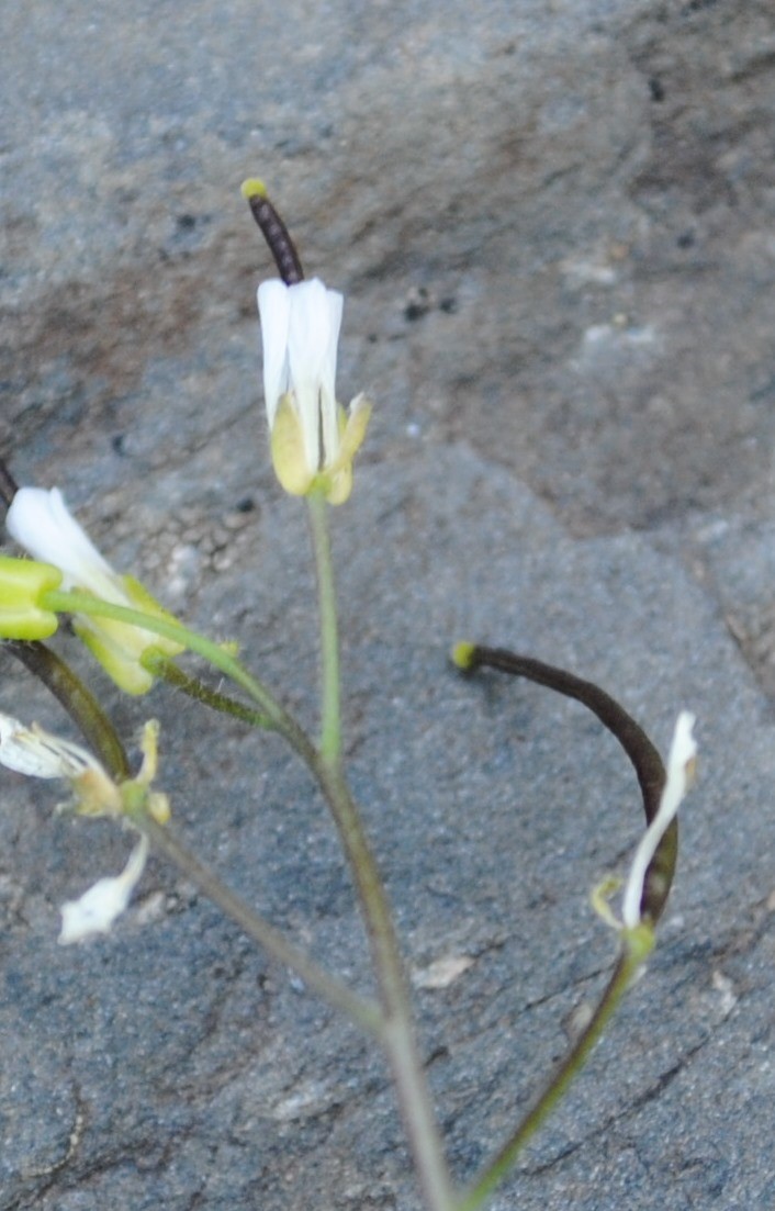 2 piccole crucifere - Arabis alpina e Cardamine resedifolia