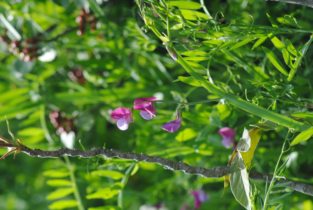 Lathyrus climenum