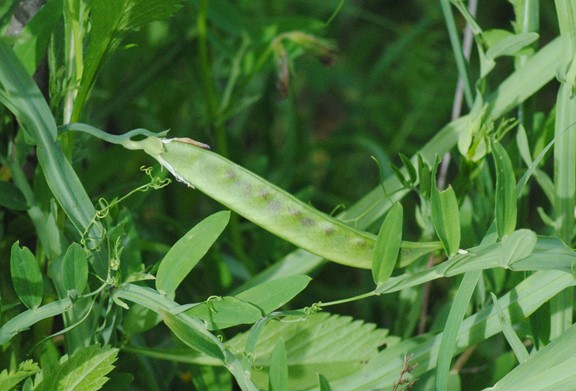 Lathyrus climenum