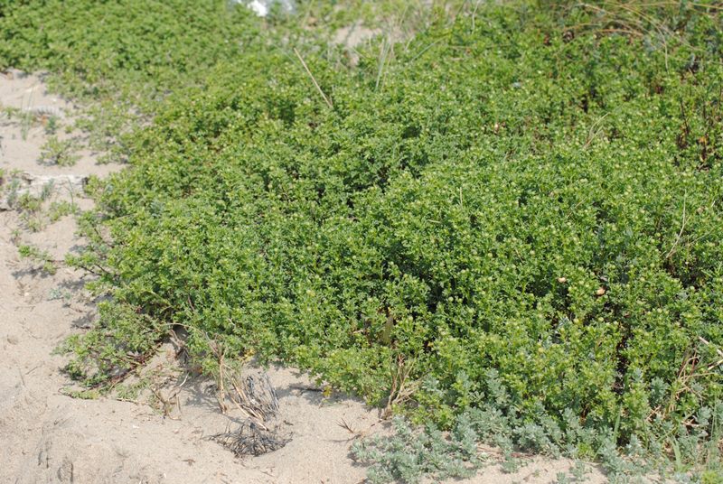 Spiaggia di Lesina (FG) -  Anthemis sp.