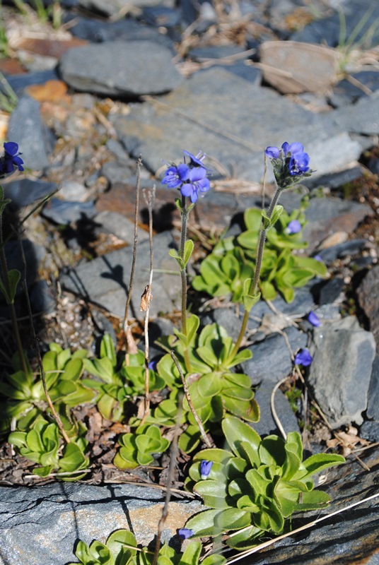 Veronica bellidioides / Veronica con foglie di margherita