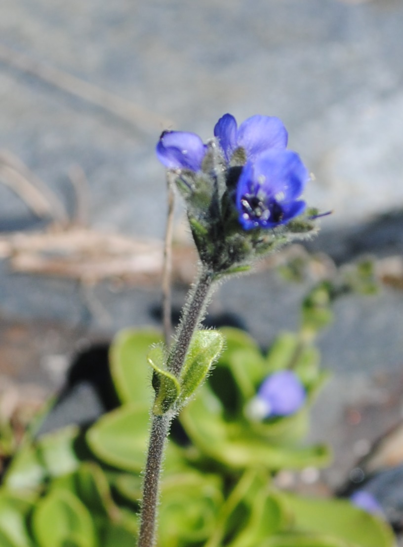 Veronica bellidioides / Veronica con foglie di margherita