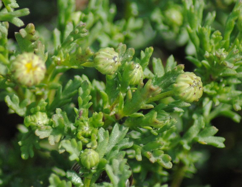 Spiaggia di Lesina (FG) -  Anthemis sp.