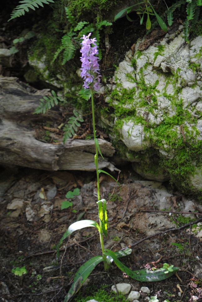 Dactylorhiza maculata  subsp. saccifera