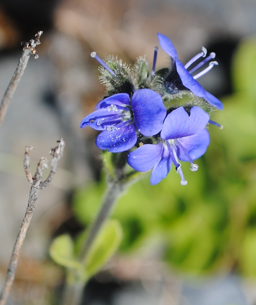 Veronica bellidioides / Veronica con foglie di margherita