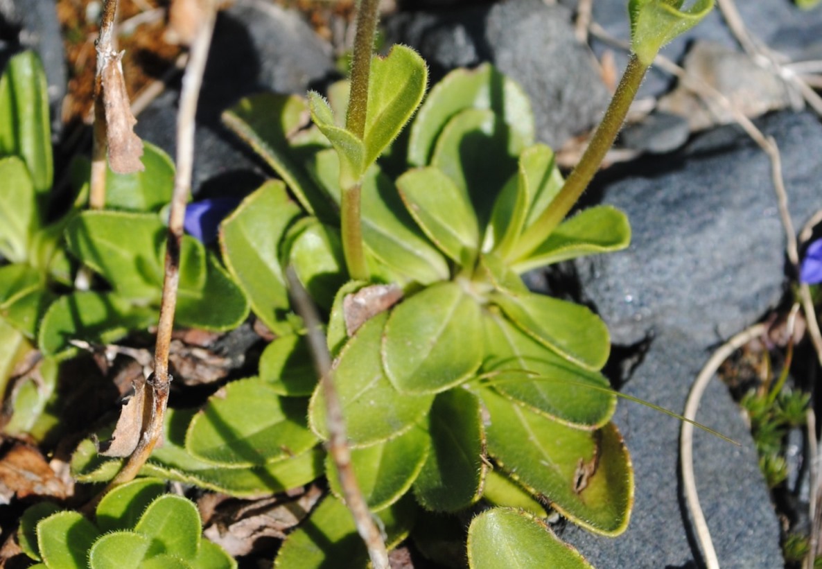 Veronica bellidioides / Veronica con foglie di margherita