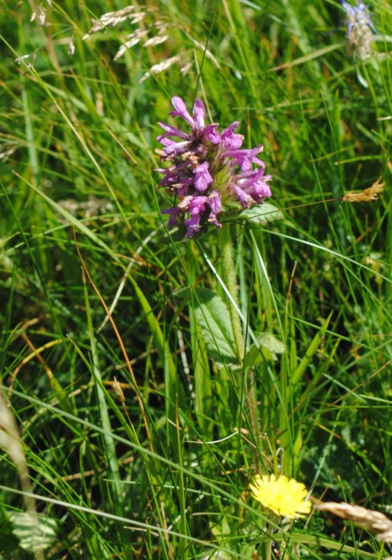 Betonica hirsuta (=Stachys pradica) / Betonica densiflora