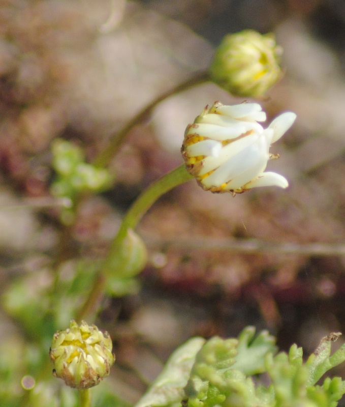 Spiaggia di Lesina (FG) -  Anthemis sp.