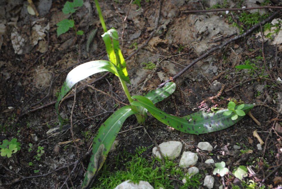 Dactylorhiza maculata  subsp. saccifera