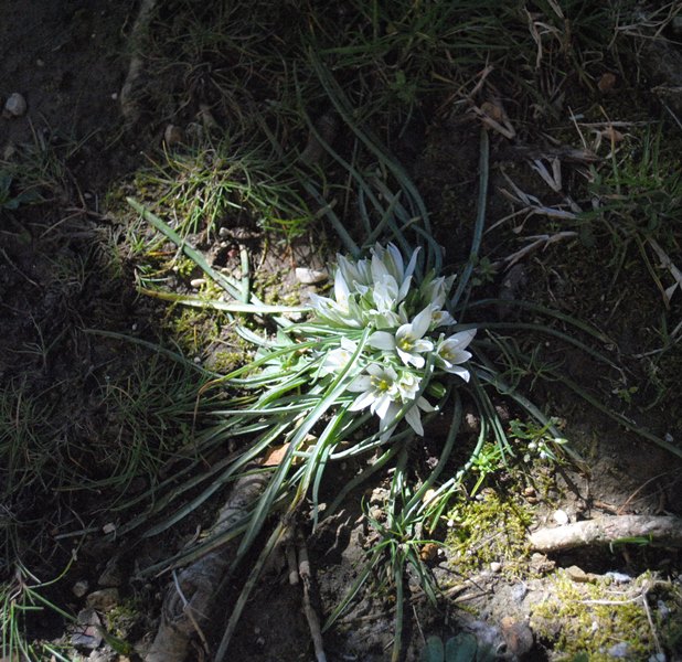 Ornithogalum cfr. excapum