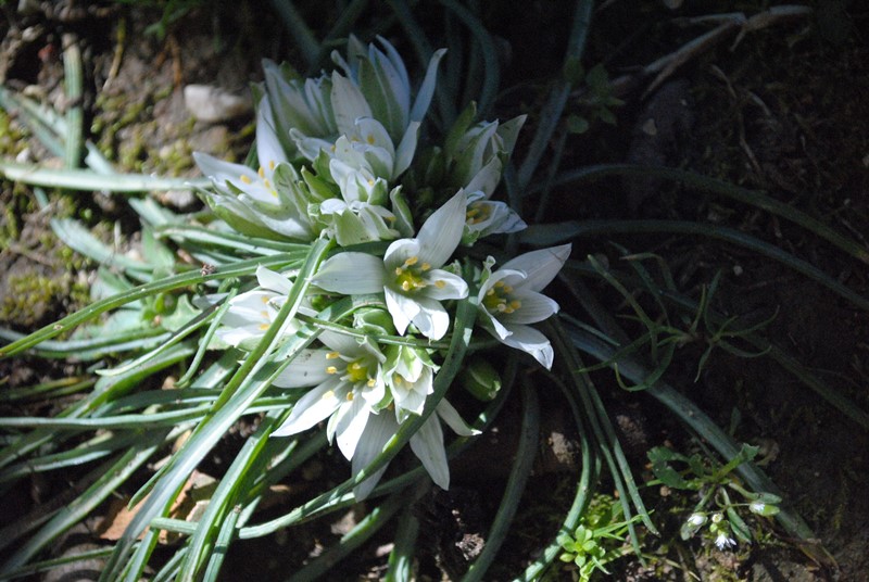 Ornithogalum cfr. excapum