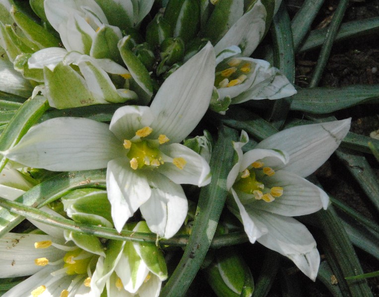 Ornithogalum cfr. excapum