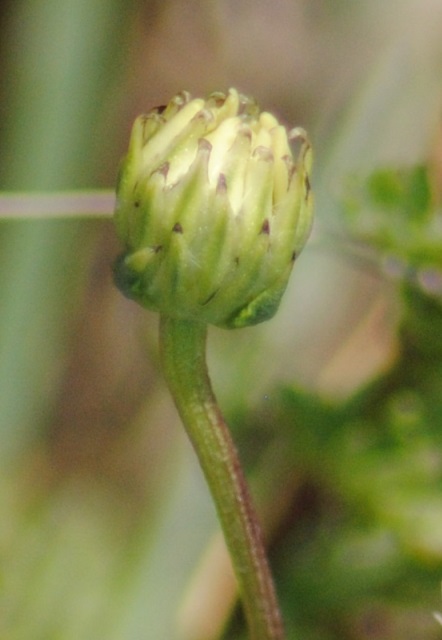 Spiaggia di Lesina (FG) -  Anthemis sp.