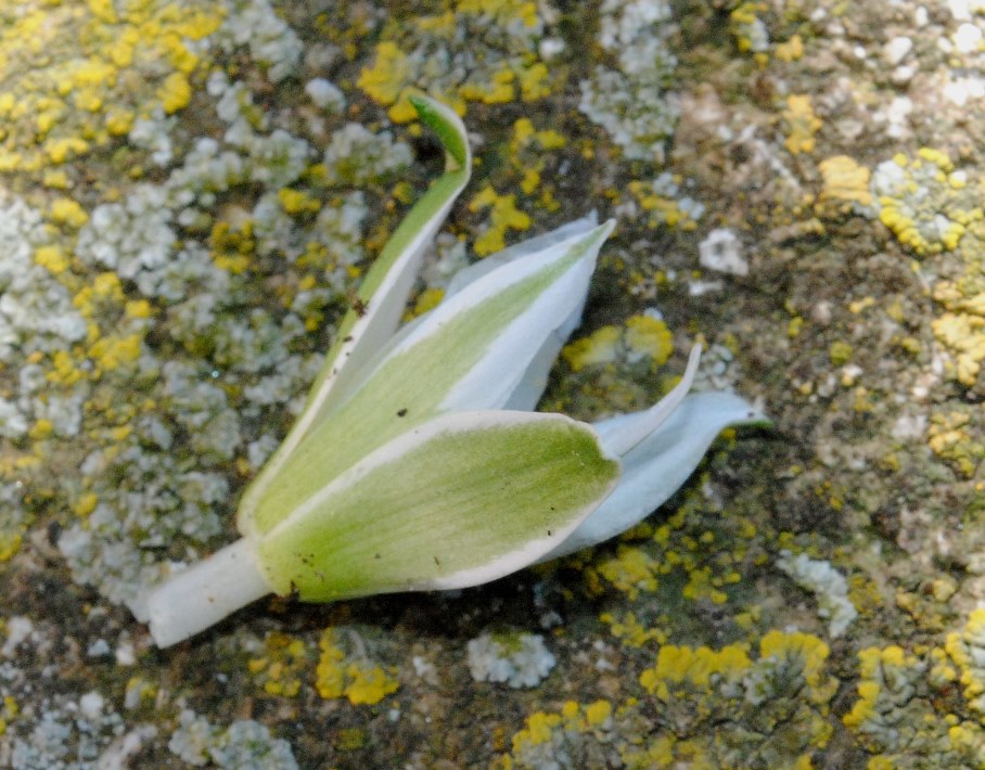 Ornithogalum cfr. excapum