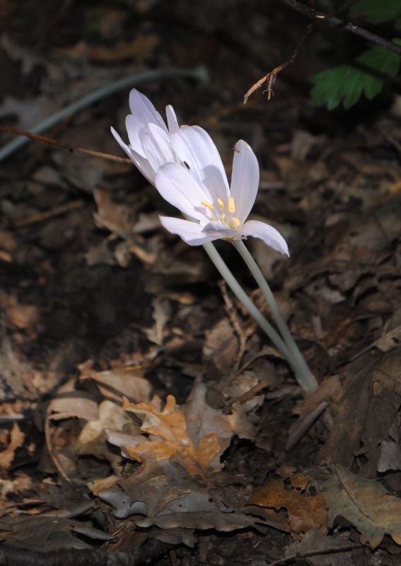 Colchicum?