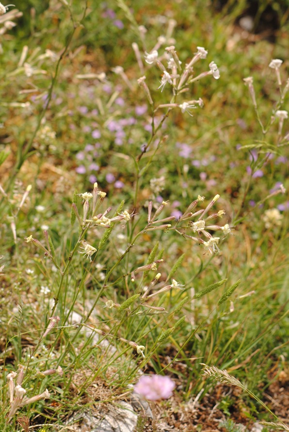 Silene italica