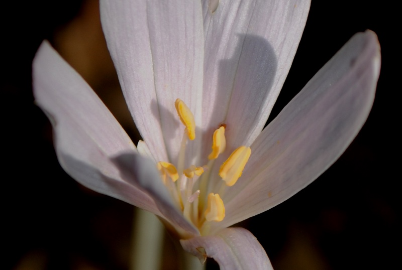 Colchicum?