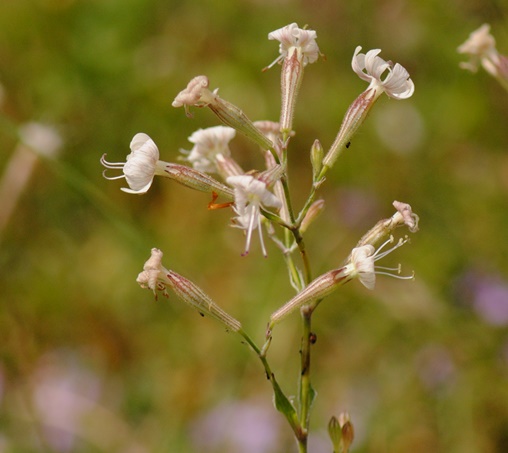 Silene italica