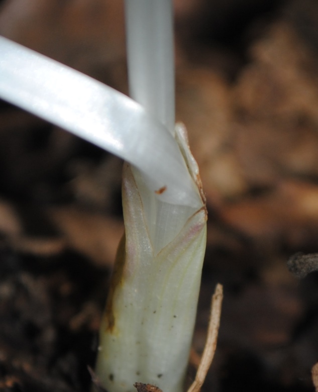 Colchicum?