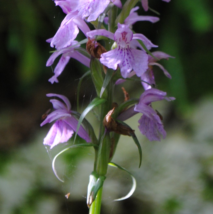 Dactylorhiza maculata  subsp. saccifera