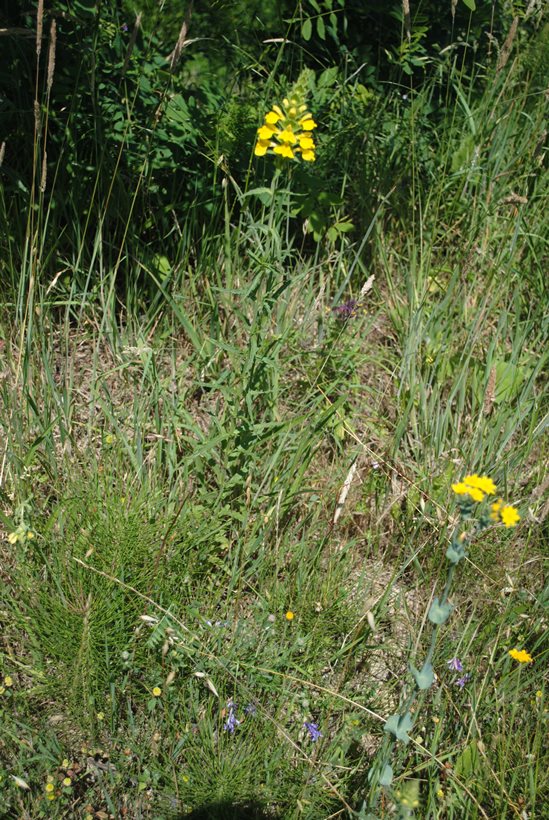 Bellardia trixago forma lutea