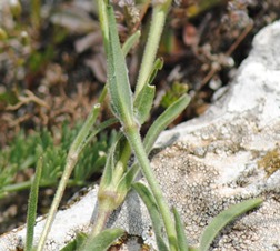 Silene italica