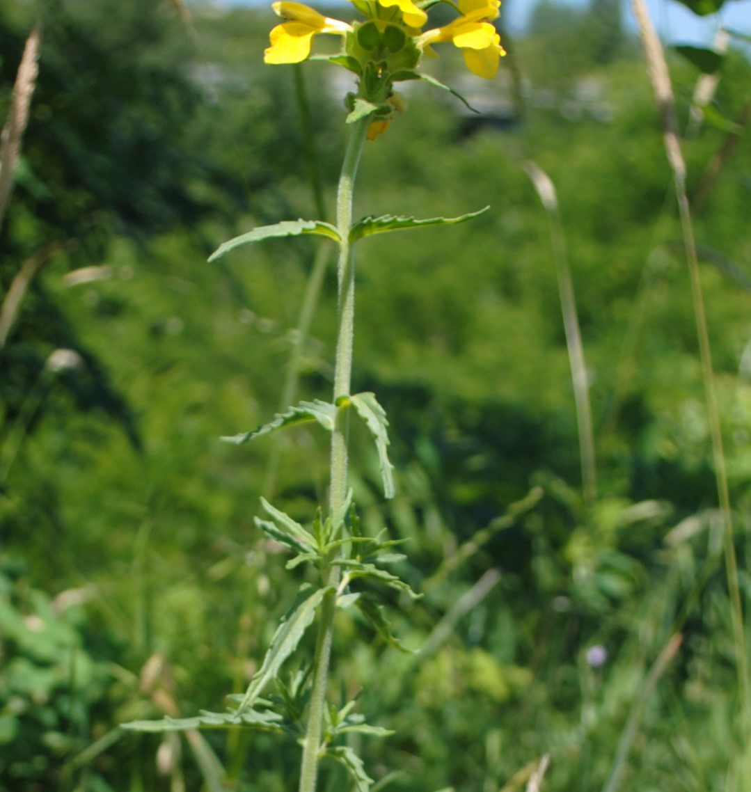 Bellardia trixago forma lutea