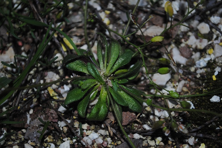 Erophila verna (Brassicaceae)