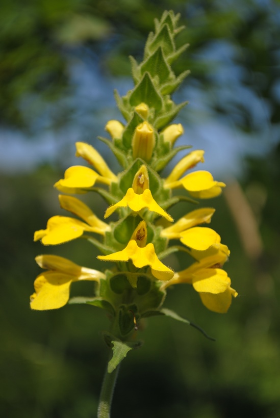 Bellardia trixago forma lutea