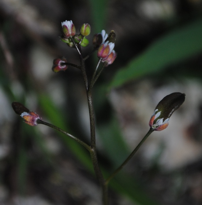 Erophila verna (Brassicaceae)