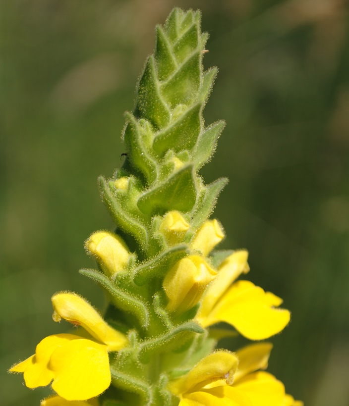 Bellardia trixago forma lutea