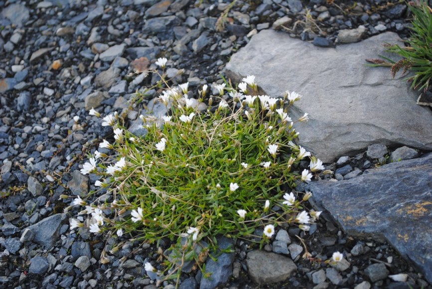 Caryophyllacea - Cerastium sp.