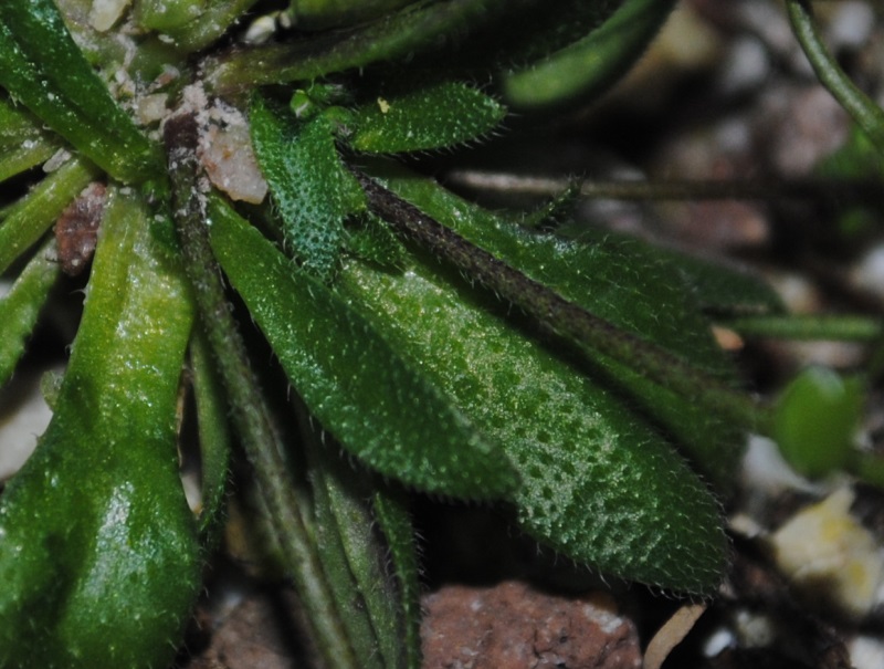 Erophila verna (Brassicaceae)