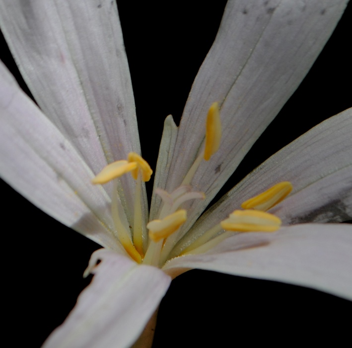 Colchicum?