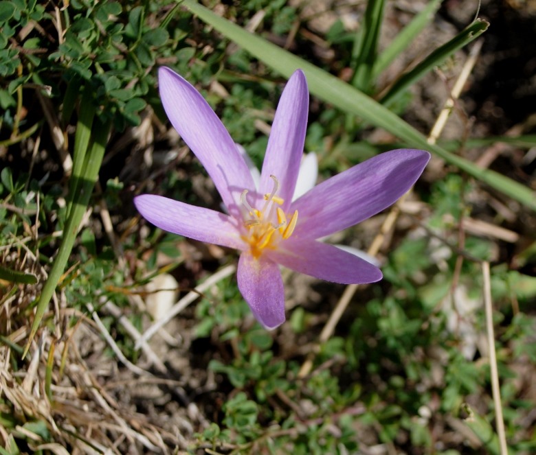 Colchicum neapolitanum (=Colchicum multiflorum)